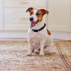 G12 Smart GPS pet tracker: Mini, waterproof, anti - loss collar for dogs & cats